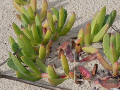 Carpobrotus glaucescens
