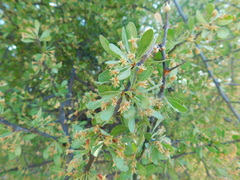 Sideroxylon occidentale