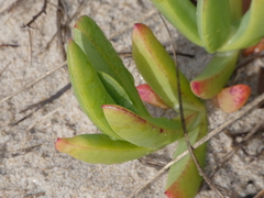 Carpobrotus glaucescens