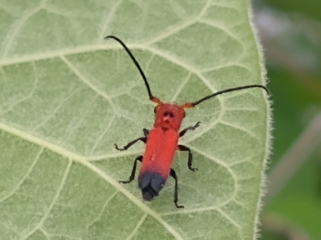 Phaea hoegei