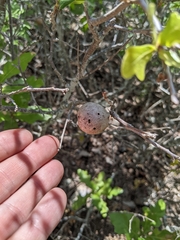 Disholcaspis pruniformis