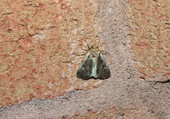 Ochropleura implecta