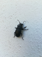 Helopini