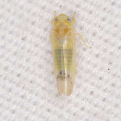 Empoa querci
