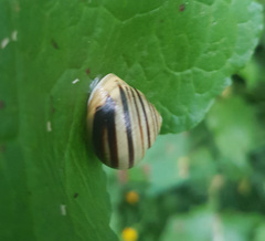 Cepaea hortensis