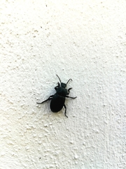 Helopini