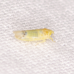 Empoa querci