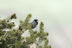 Calliope pectoralis