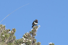 Calliope pectoralis