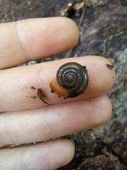 Aegopinella nitidula