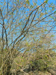 Senegalia kelloggiana