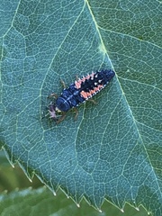 Harmonia axyridis