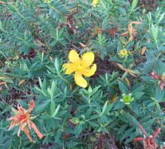 Hypericum revolutum revolutum