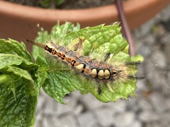 Orgyia antiqua