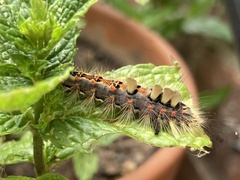 Orgyia antiqua
