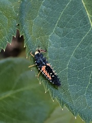 Harmonia axyridis