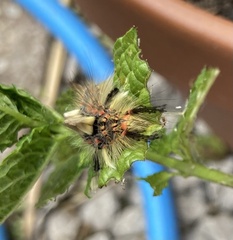 Orgyia antiqua