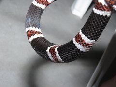 Rhinobothryum lentiginosum