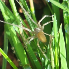 Cheiracanthium mildei
