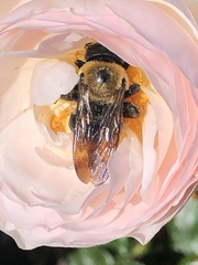 Xylocopa virginica