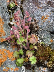 Romanzoffia unalaschcensis