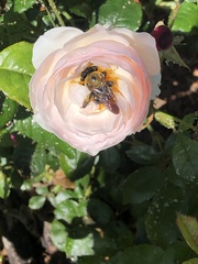 Xylocopa virginica