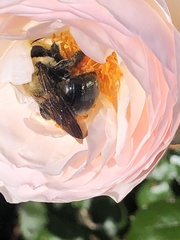 Xylocopa virginica