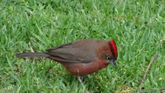 Coryphospingus cucullatus