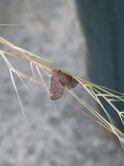 Hypsopygia phoezalis