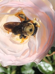 Xylocopa virginica