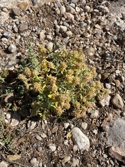 Teucrium aureum