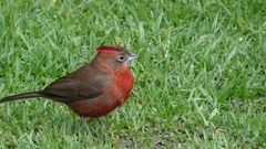 Coryphospingus cucullatus