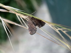 Hypsopygia phoezalis