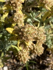 Teucrium aureum