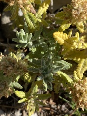 Teucrium aureum