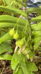 Polygonatum biflorum
