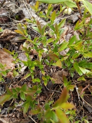 Vaccinium boreale