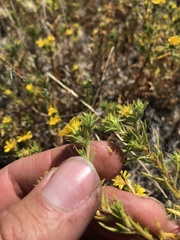 Centromadia parryi parryi