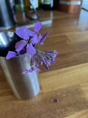 Hesperidanthus linearifolius