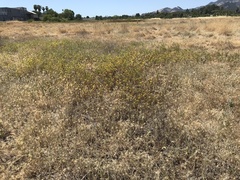 Centromadia parryi parryi