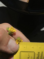 Centromadia parryi parryi