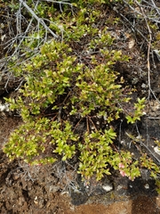 Vaccinium boreale