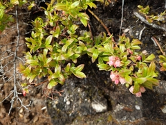 Vaccinium boreale