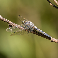 Orthetrum cancellatum
