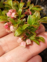Vaccinium boreale
