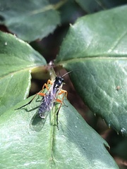 Ichneumonidae