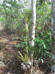 Tillandsia adpressiflora