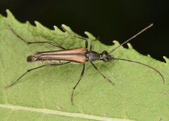 Strangalia acuminata