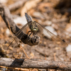 Orthetrum cancellatum