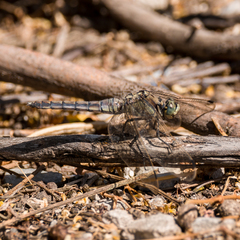 Orthetrum cancellatum